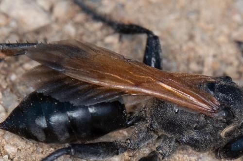 Prionyx subfuscatus